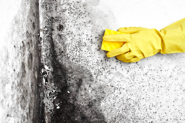 Best Black Mold Removal  in Gretna, FL