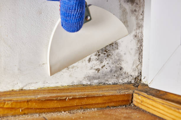 Best Industrial Mold Remediation  in Gretna, FL